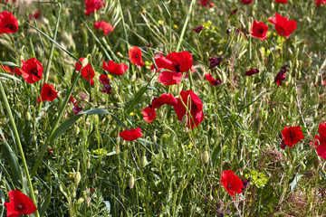 Naklejka premium Green field with red flowers