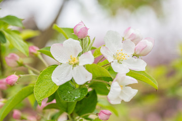 Begonia flowers and flower buds open in spring, outdoors，Malus spectabilis