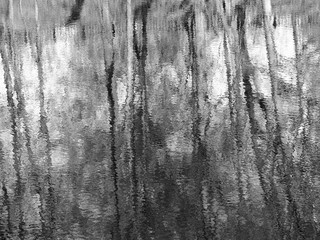 Black and white water reflections of summer trees background