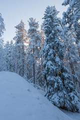 Trees covered in snow at winter forest