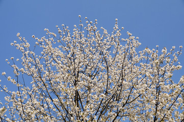 The symbol of spring. Intensely flowering fruit tree on a background of blue sky.