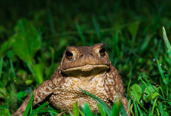 A big, puffy, fat old frog, Braslav region