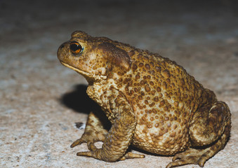 A big, puffy, fat old frog, Braslav region