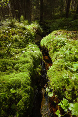 Small stream in the lush forest at summer