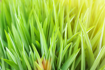 Fototapeta na wymiar Sunny abstract green natural blurred background