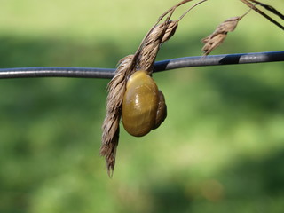 Schnecke am Halm