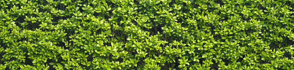 Fototapeta na wymiar A thick spring hedge, a spring decorative motif. Panorama of the green wall consisting of thousands of small leaves.