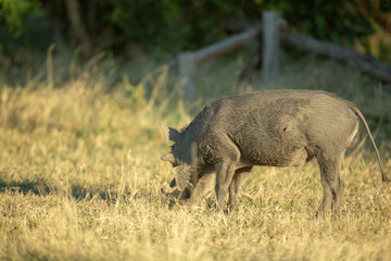 Naklejka na ściany i meble Warthog feeding in the short grass