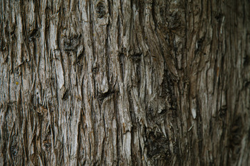 bark of a tree