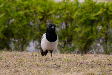 magpie on grass 