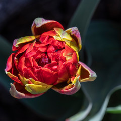 Red Tulip