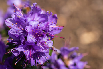 Rhododendron