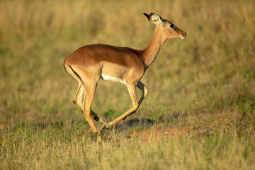 Young female impalas running around at the beginning of the rutting season.