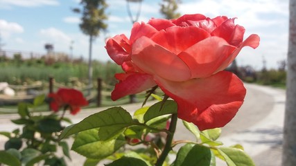 Fototapeta premium rose blooming in the Park