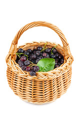 Fototapeta na wymiar Wicker basket with chokeberries isolated on white background