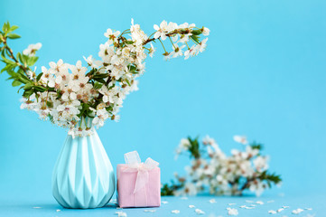 Cherry flowers in blue vase and pink gift box on blue background.Still life with white flowers.