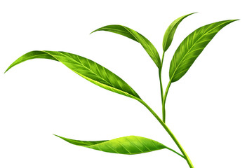 Tea leaves on white background . Gives a refreshing feeling and comfortable . Create from digital painting and add full detail of leaf . To achieve perfection as customers want .