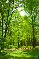 Forest bench