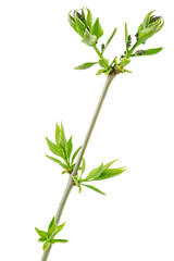 Lilac branch with fresh leaves