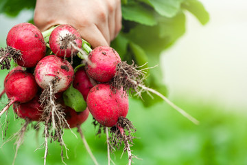 Fresh organic radish in child hands. Healthy food.