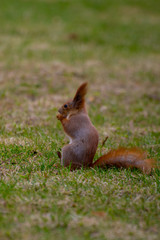 red squirrel