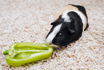 Guinea pig with a big mustache and funny eating green pepper. Favorite pet and fat animal. Poster, lifestyle, photography, pig.