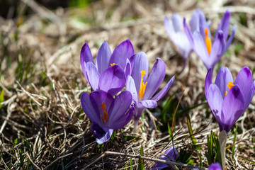 field of crocus flowers can be background