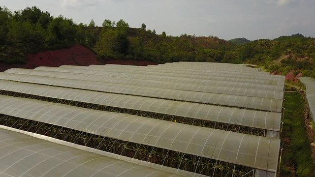 Rural China, greenhouse vegetable shed, aerial photograph