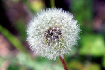 Dandelion