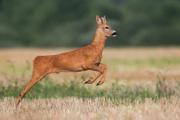 Roe deer, capreolus capreolus, buck running and jumping on a harvest field in summer. Wild animal moving fast in nature.