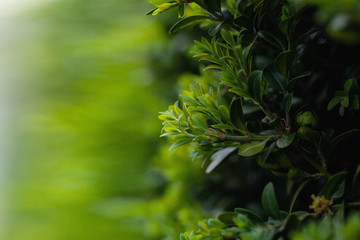 Beautiful natural background with fresh juicy green foliage in green nature.