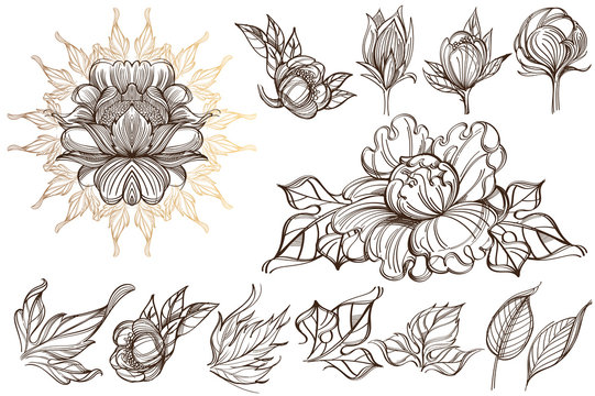 Botanical graphics. Peonies. A set of illustrations with buds, blossoming flowers and leaves.