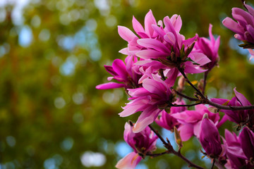 Pink magnolia tree flower park nobody 