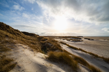 Hardy marram grass on coastal sand dunes