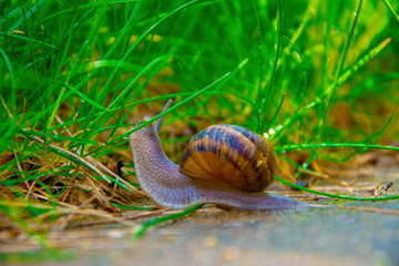 a snail circulating through the grass in natural environment