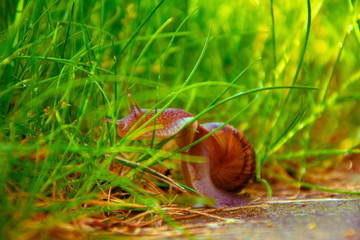 a snail circulating through the grass in natural environment
