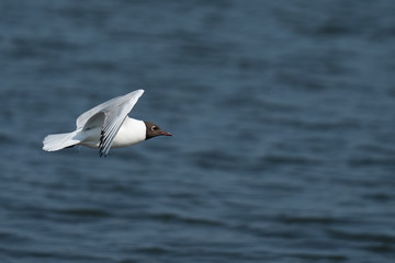 Seagull flying above lake