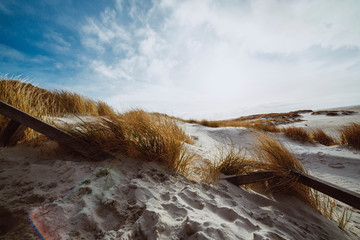 Hardy marram grass on pristine white sand dunes
