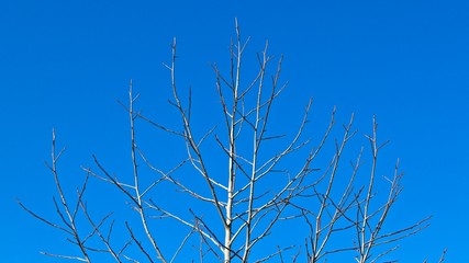 A tree with no leaves. Winter season background image. 