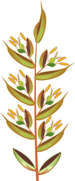 Structure of grass inflorescence (spikelet)
