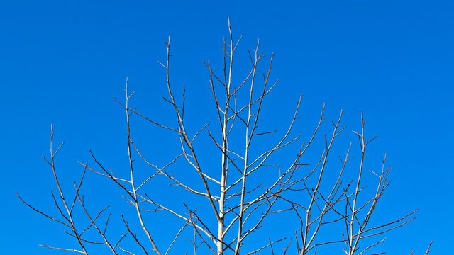 A tree with no leaves. Winter season background image. 