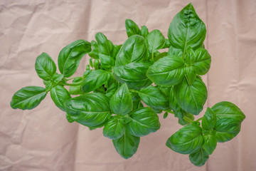 Green, fresh basil, top view