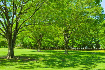 Green park
