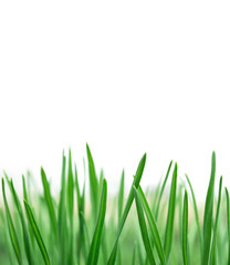 Obraz na płótnie Canvas Spring or summer natural background with fresh grass