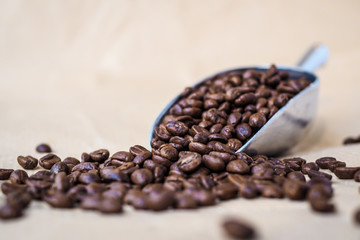 Roasted coffee beans on metal scoop