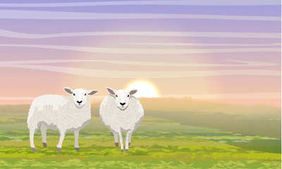 Two white fluffy sheep in a meadow in the early morning. Green grass and sunrise. Farm. Realistic Vector Landscape