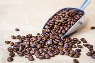 Roasted coffee beans on metal scoop