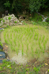 Fototapeta na wymiar The first rice paddy of Okinawa