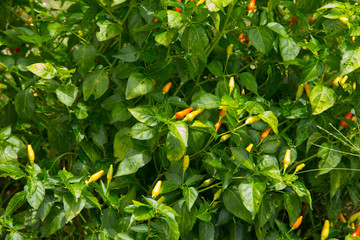 The small chili peppers in Okinawa