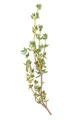 Thyme fresh herb isolated on a white background